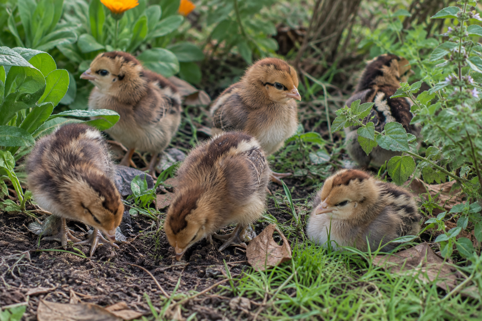Gold Laced Partridge Brahma chicks exploring a garden