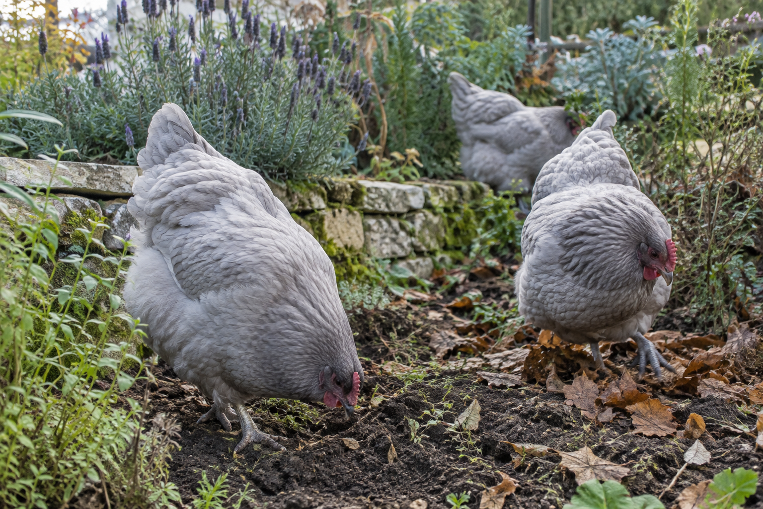 Soft grey Lavender Orpington chickens foraging among green plants