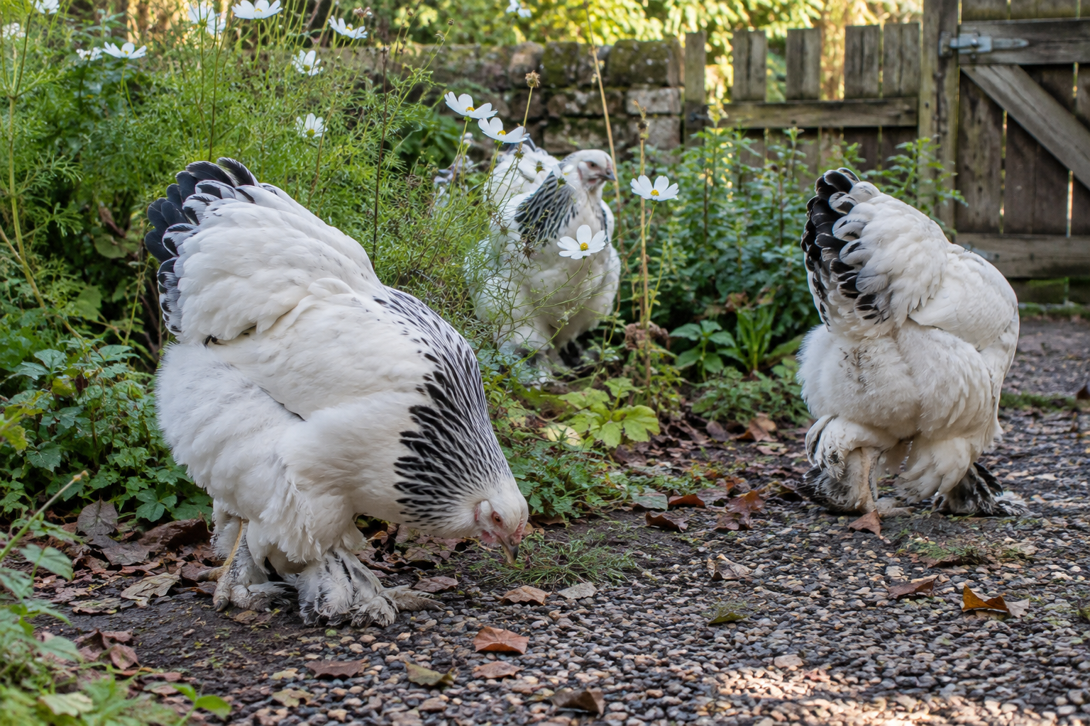 A Light Columbian Brahma flock exploring a green garden